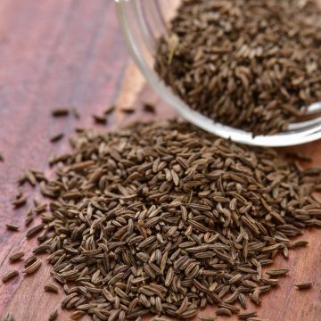 caraway seeds